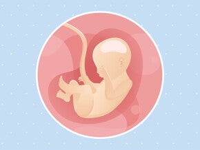 pregnancy-belly-fetal-development-week-22 pregnancy-belly-fetal-development-week-22