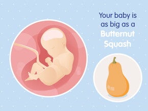 pregnancy-belly-fetal-development-week-29 pregnancy-belly-fetal-development-week-29