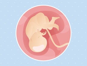 pregnancy-belly-fetal-development-week-35