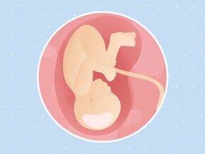pregnancy-belly-fetal-development-week-38 pregnancy-belly-fetal-development-week-38