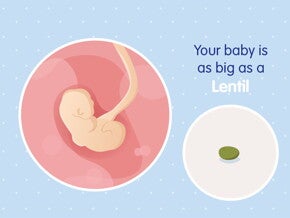 pregnancy-belly-fetal-development-week-4 pregnancy-belly-fetal-development-week-4