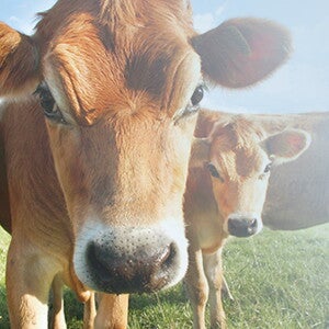 What you need to know about milk protein allergy in babies