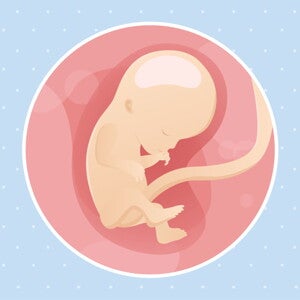 pregnancy-belly-fetal-development-week-12