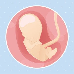 pregnancy-belly-fetal-development-week-13