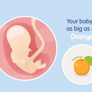 pregnancy-belly-fetal-development-week-14