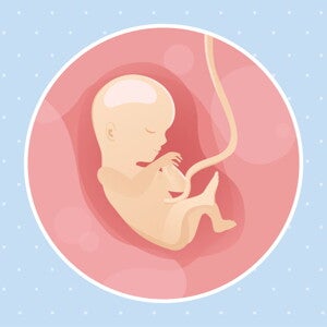 pregnancy-belly-fetal-development-week-15