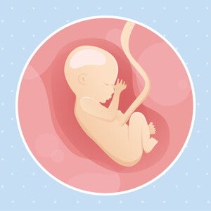 pregnancy-belly-fetal-development-week-17