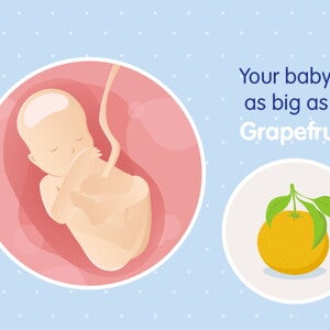 pregnancy-belly-fetal-development-week-19