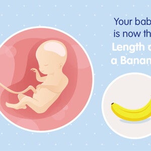 pregnancy-belly-fetal-development-week-20