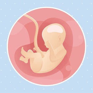 pregnancy-belly-fetal-development-week-22