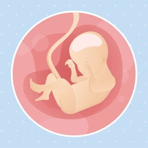pregnancy-belly-fetal-development-week-24