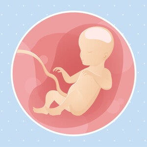 pregnancy-belly-fetal-development-week-26