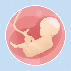 pregnancy-belly-fetal-development-week-27