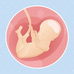 pregnancy-belly-fetal-development-week-28