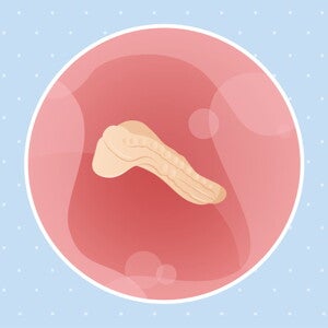 pregnancy-belly-fetal-development-week-3