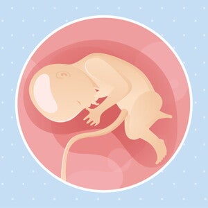 pregnancy-belly-fetal-development-week-33