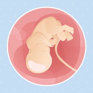 pregnancy-belly-fetal-development-week-36