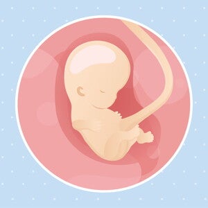 pregnancy-belly-fetal-development-week-9