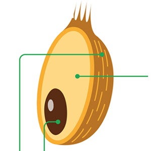 fiber-whole-grains-foods