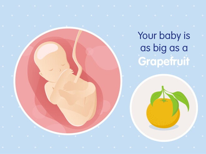 pregnancy-belly-fetal-development-week-19 pregnancy-belly-fetal-development-week-19