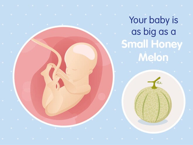 pregnancy-belly-fetal-development-week-25 pregnancy-belly-fetal-development-week-25