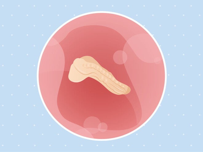 pregnancy-belly-fetal-development-week-3 pregnancy-belly-fetal-development-week-3