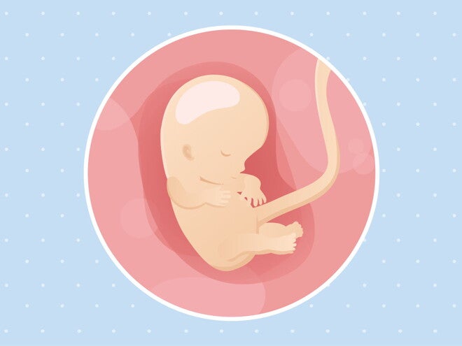 pregnancy-belly-fetal-development-week-10 pregnancy-belly-fetal-development-week-10
