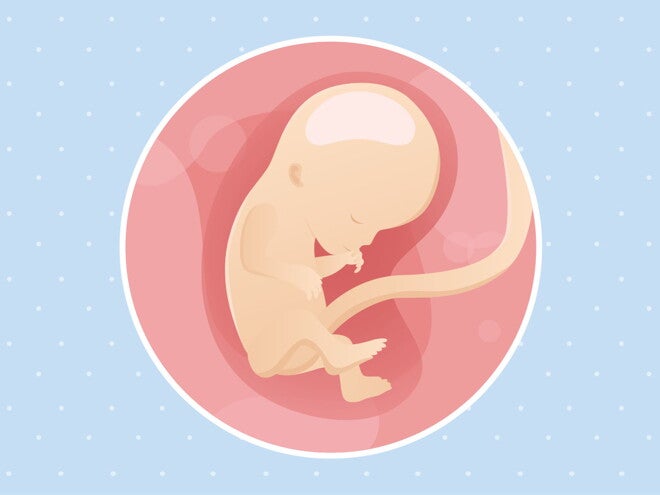 pregnancy-belly-fetal-development-week-12 pregnancy-belly-fetal-development-week-12