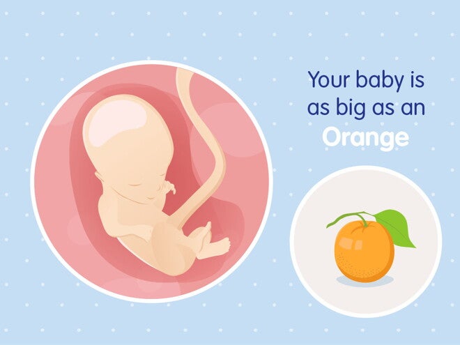 pregnancy-belly-fetal-development-week-14 pregnancy-belly-fetal-development-week-14