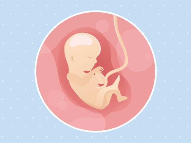 pregnancy-belly-fetal-development-week-15 pregnancy-belly-fetal-development-week-15