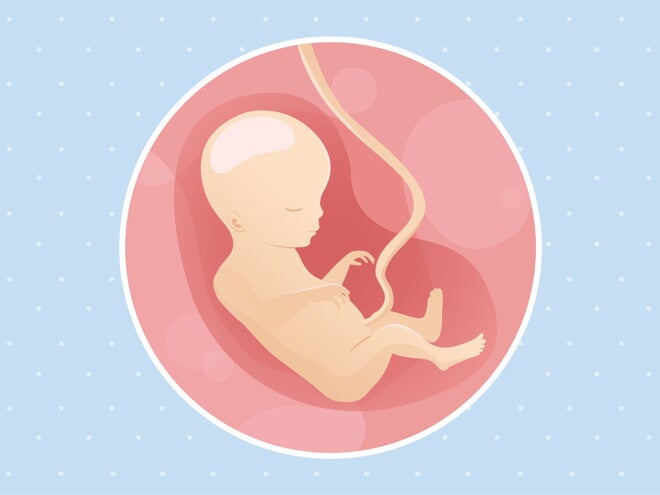 pregnancy-belly-fetal-development-week-18 pregnancy-belly-fetal-development-week-18