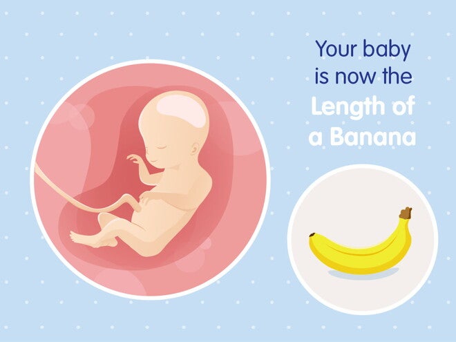 pregnancy-belly-fetal-development-week-20 pregnancy-belly-fetal-development-week-20
