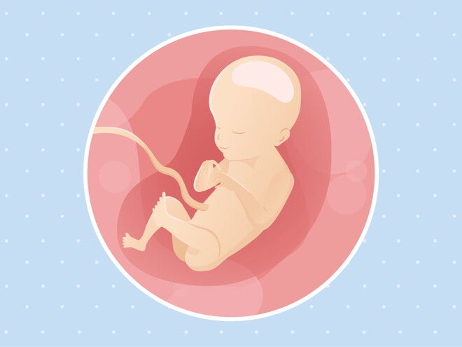 pregnancy-belly-fetal-development-week-21 pregnancy-belly-fetal-development-week-21