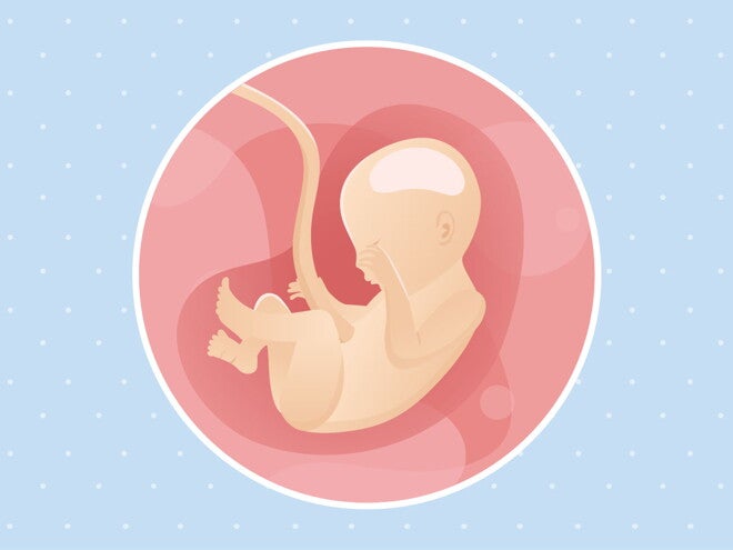 pregnancy-belly-fetal-development-week-22 pregnancy-belly-fetal-development-week-22