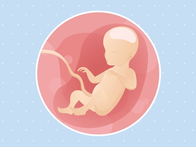 pregnancy-belly-fetal-development-week-26 pregnancy-belly-fetal-development-week-26
