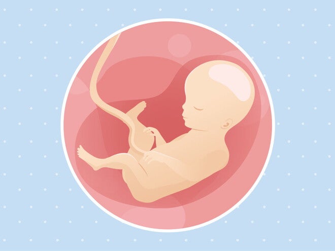 pregnancy-belly-fetal-development-week-27 pregnancy-belly-fetal-development-week-27