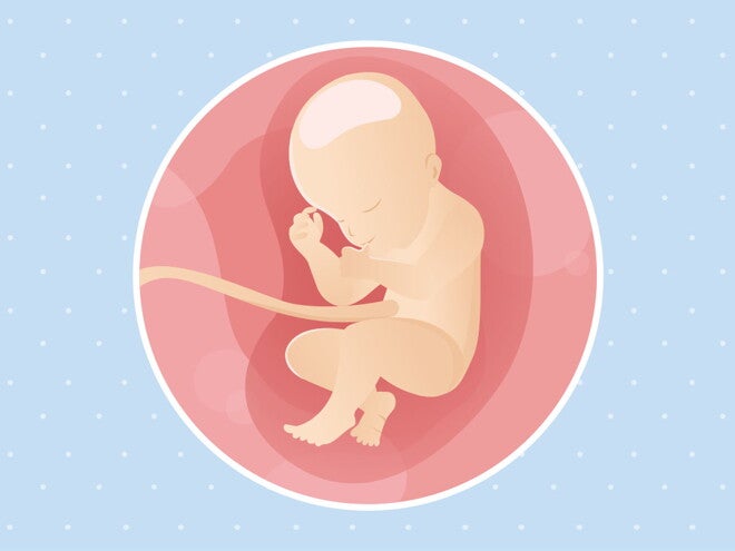 pregnancy-belly-fetal-development-week-31 pregnancy-belly-fetal-development-week-31
