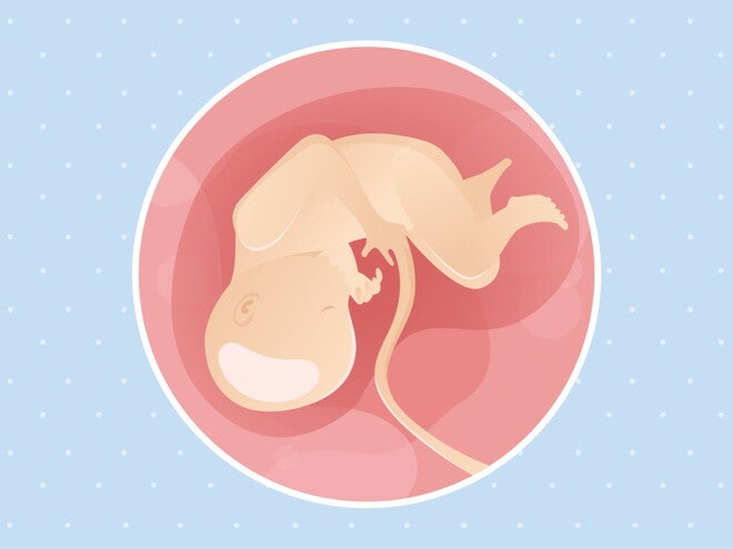 pregnancy-belly-fetal-development-week-34 pregnancy-belly-fetal-development-week-34