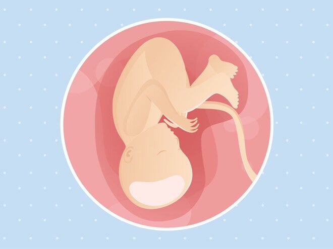 pregnancy-belly-fetal-development-week-37 pregnancy-belly-fetal-development-week-37