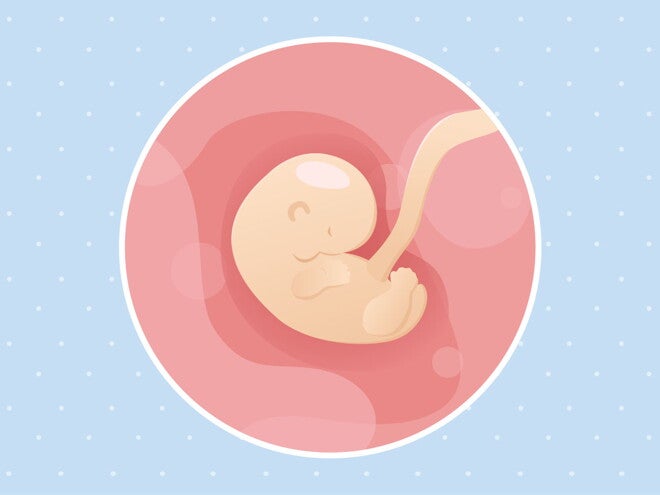 pregnancy-belly-fetal-development-week-6 pregnancy-belly-fetal-development-week-6