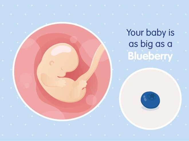 pregnancy-belly-fetal-development-week-7 pregnancy-belly-fetal-development-week-7