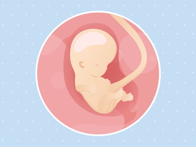 pregnancy-belly-fetal-development-week-9 pregnancy-belly-fetal-development-week-9