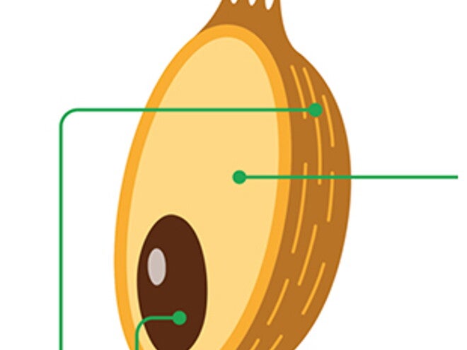 fiber-whole-grains-foods fiber-whole-grains-foods